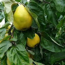 Des images de diff�rentes plantes